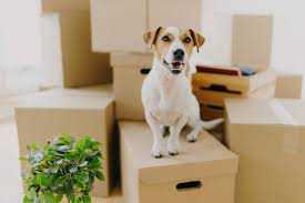 Moving with your pet blackpool